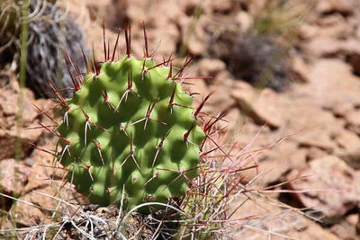 Opuntia_sulphurea.jpg