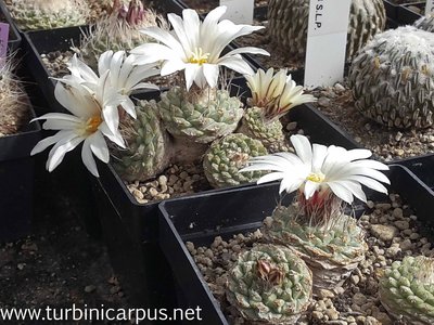 Strombocactus disciformis ssp. jarmilae