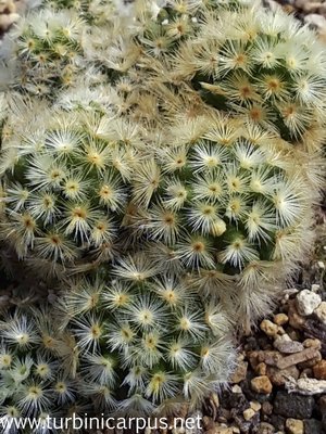 Mammillaria carmenae<br />LAU 1223 La Reja TAM.