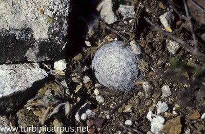 Mammillaria albiflora<br />Pozos GUAN.