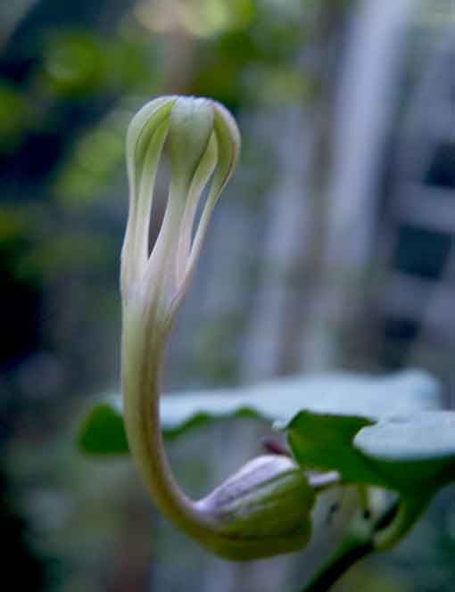 ceropegia-inornata1.jpg