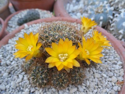 Sulcorebutia candiae var kamiensis HS 189