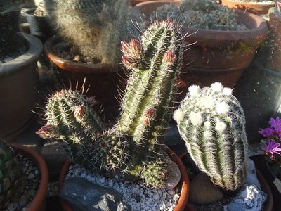 Echinocereus engelmannii var fasciculatus SB 1033 und Echinocereus oklahomensis