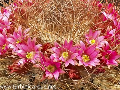 Mammillaria rekoi<br />ssp. leptacantha