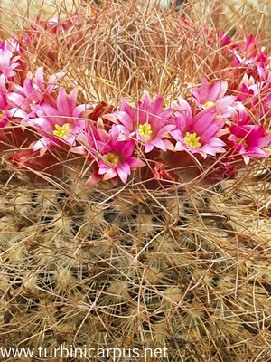 Mammillaria rekoi<br />ssp. leptacantha