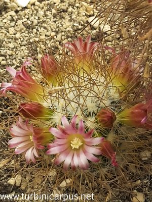 Mammillaria rekoi<br />ssp. leptacantha