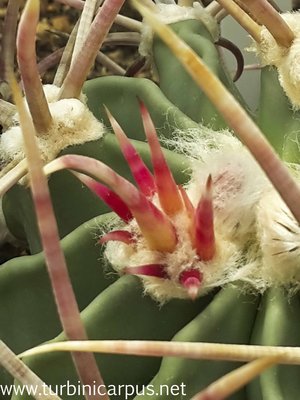 Echinocactus parryi<br />Neutrieb