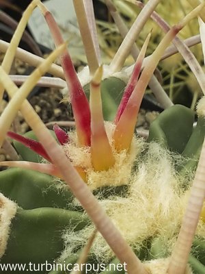 Echinocactus parryi<br />Neutrieb