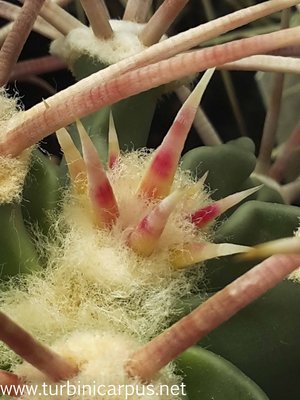 Echinocactus parryi<br />Neutrieb