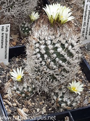 Turbinicarpus pseudomacrochele ssp. krainzianus<br />G. Frank/Wien