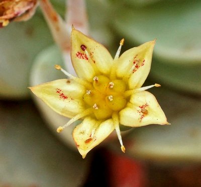 Graptosedum 2009-2; Crassulaceae (2).jpg