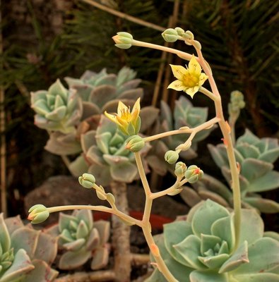 Graptosedum 2010-161; Crassulaceae (2).jpg