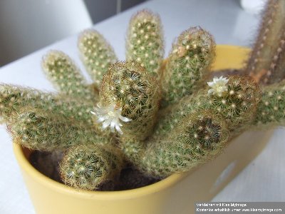 Mammillaria elongata.jpg