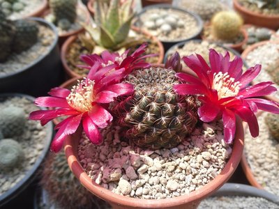 Sulcorebutia santianginiensis purpurea var minor JD 181