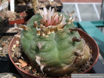 Lophophora williamsii_klein.jpg