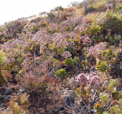 Aeonium percaneum  (640x597).jpg