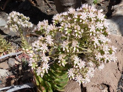 Aeonium percaneum Blüte (640x479).jpg