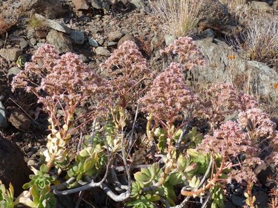 Aeonium percaneum Blüten (640x480).jpg