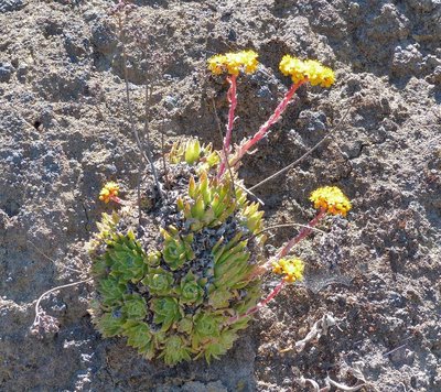 Aeonium simsii 1.jpg