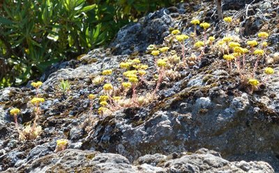 Aeonium simsii 2.jpg