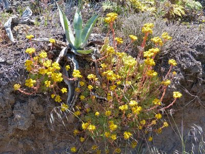 Aeonium simsii 4.jpg