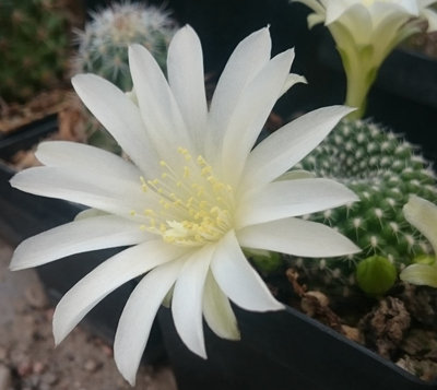 Rebutia krainziana v. albiflora