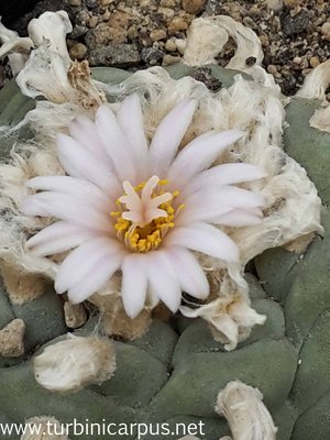 Lophophora williamsii<br />Saltillo &gt; Monclova COAH.