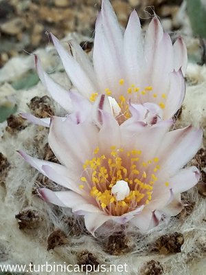 Lophophora koehresii<br />San Francisco S.L.P.