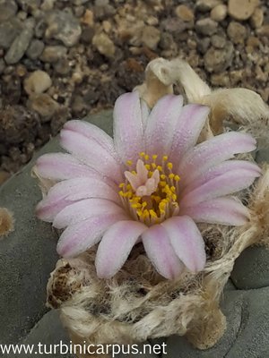 Lophophora williamsii<br />nördl. Monterrey N.L.