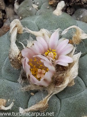 Lophophra williamsii var. caespitosa<br />La Perdida TAM.