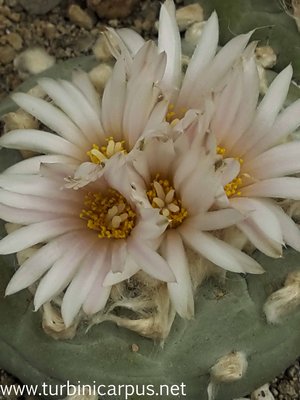 Lophophora fricii var. albiflora<br />Viesca COAH.