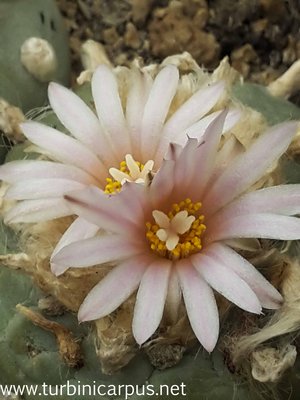 Lophophora fricii var. albiflora<br />Viesca COAH.