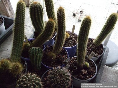 Trichocereus Hybriden_klein.jpg