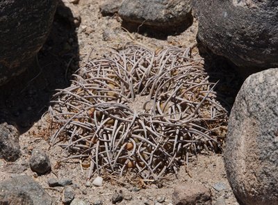 Gymnocalycium spegazzinii RB3212 - südl. Punta de Balastro, Catamarca 2145m