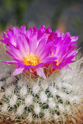 Thelocactus macdowellii 01.jpg