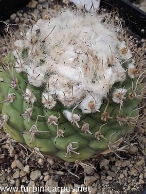 Turbinicarpus spec. Rio Verde 3<br />Kakteencentrum Oberhausen