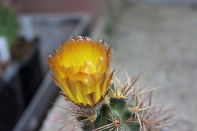 Austrocactus coxii