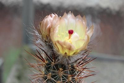 Austrocactus bertinii