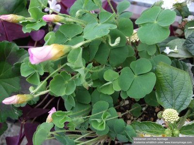 Oxalis depressa 3_klein.jpg