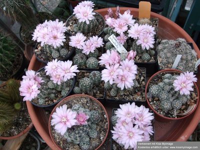 Gymnocalycium bruchii_klein.jpg