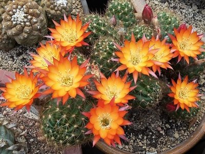 Echinopsis schieliana