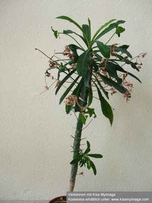 Euphorbia bubalina_klein.jpg
