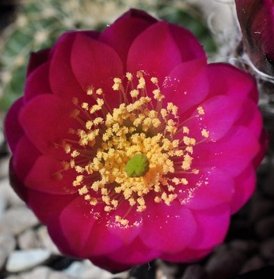 Echinocereus29.05.16 326.JPG