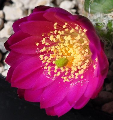 Echinocereus29.05.16 419.JPG