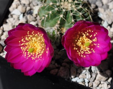 Echinocereus29.05.16 420.JPG