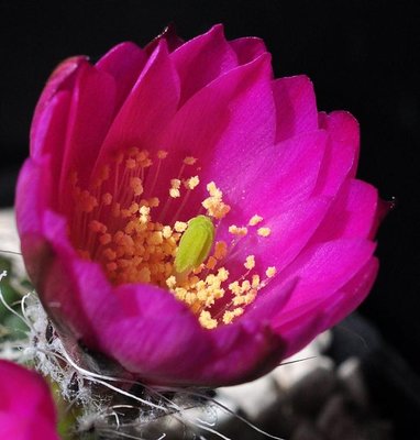 Echinocereus29.05.16 361.JPG