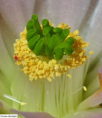 Echinocereen u. Thelos 268.JPG