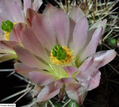 Echinocereen u. Thelos 233.JPG