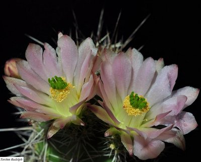 Echinocereen (2).JPG