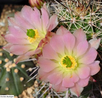 Echinocereen u. Thelos 072.JPG